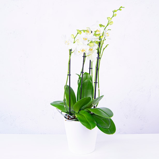 Orquídea Premium Phalaenopsis 'Marvellous' blanca