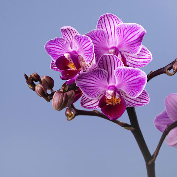 Orquídea Freedanzo morada