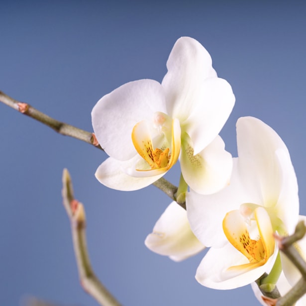 Orquídea Premium Phalaenopsis 'Bellissimo Bella'