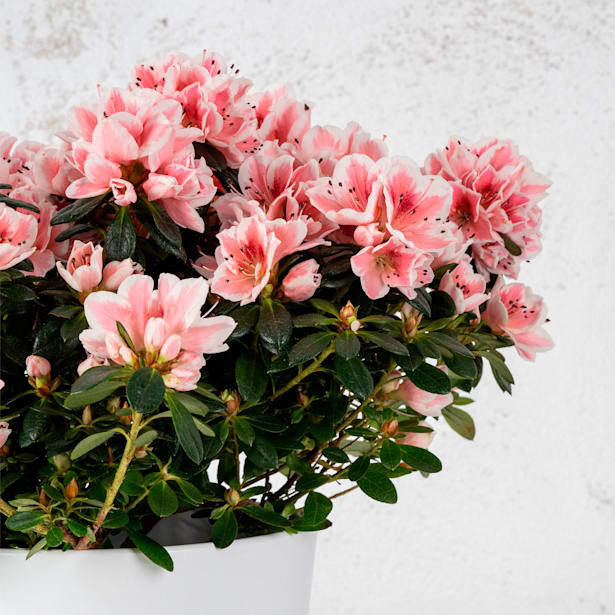 Azalea Hortinno (varios colores)