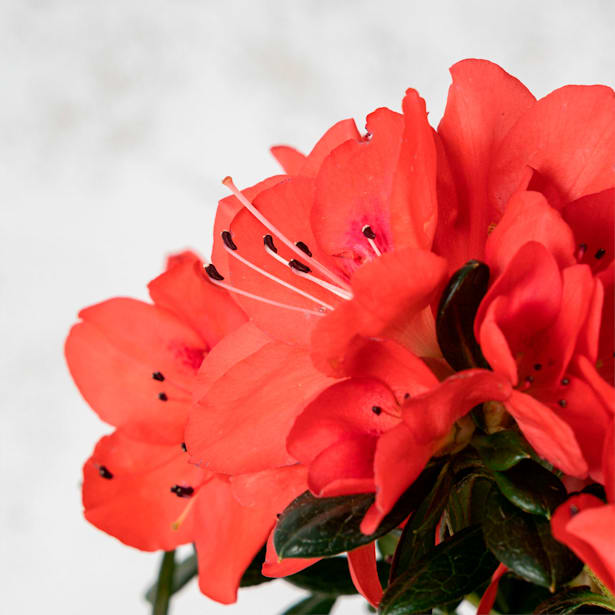 Azalea Hortinno (varios colores)