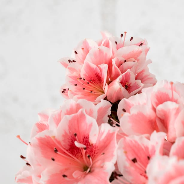 Azalea Hortinno (varios colores)