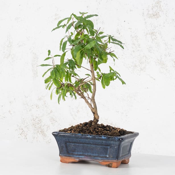 Bonsai Granado (Punica granatum)