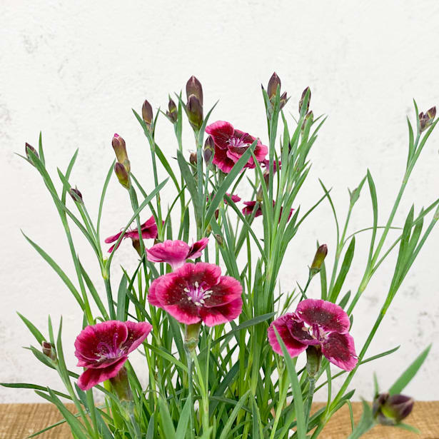 Clavel rosa (dianthus cultivars)