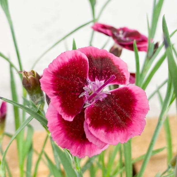 Clavel rosa (dianthus cultivars)