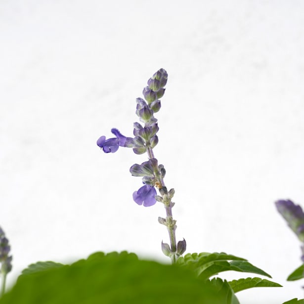 Salvia azul (salvia farinacea)