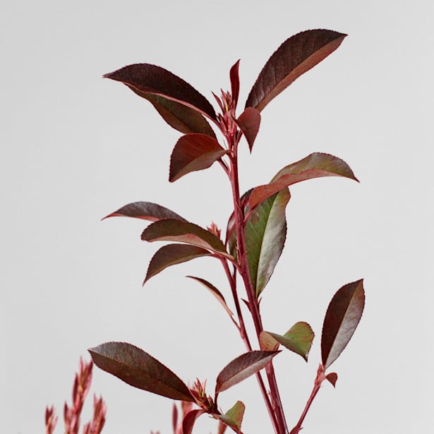 Fotinia fraseri 'Carré Rouge'