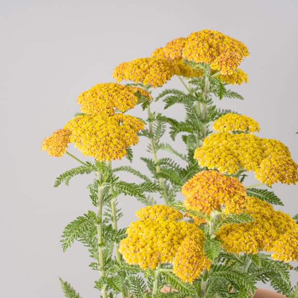 Achillea millefolium