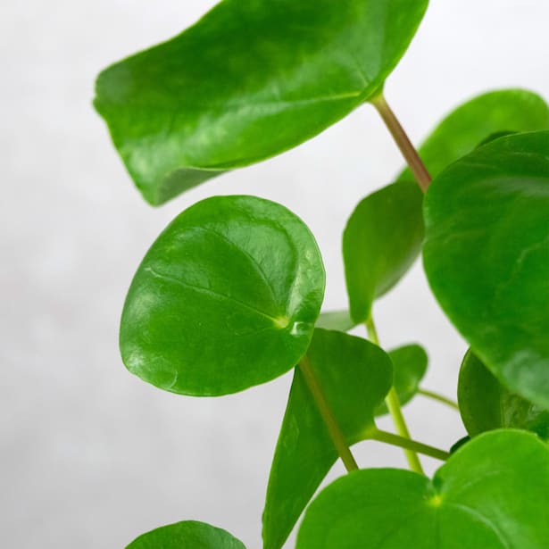 Pilea peperomioides