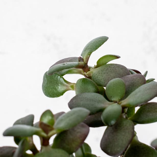 Crassula ovata