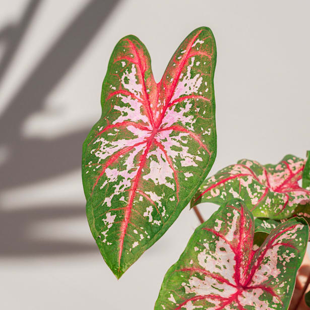 Caladium