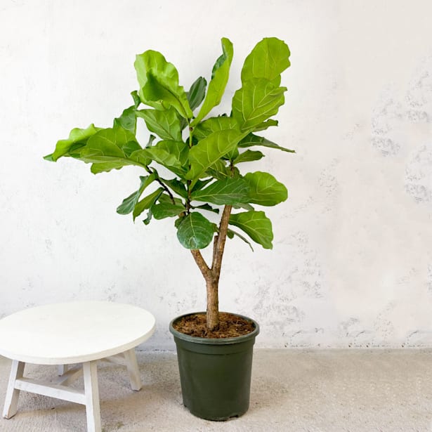 Ficus lyrata en copa