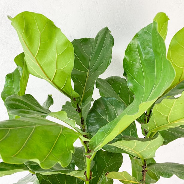 Ficus lyrata en copa