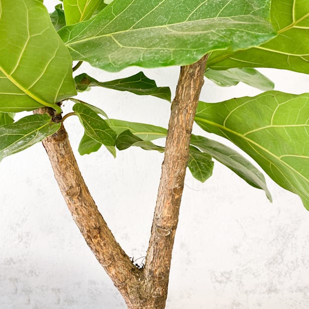 Ficus lyrata en copa