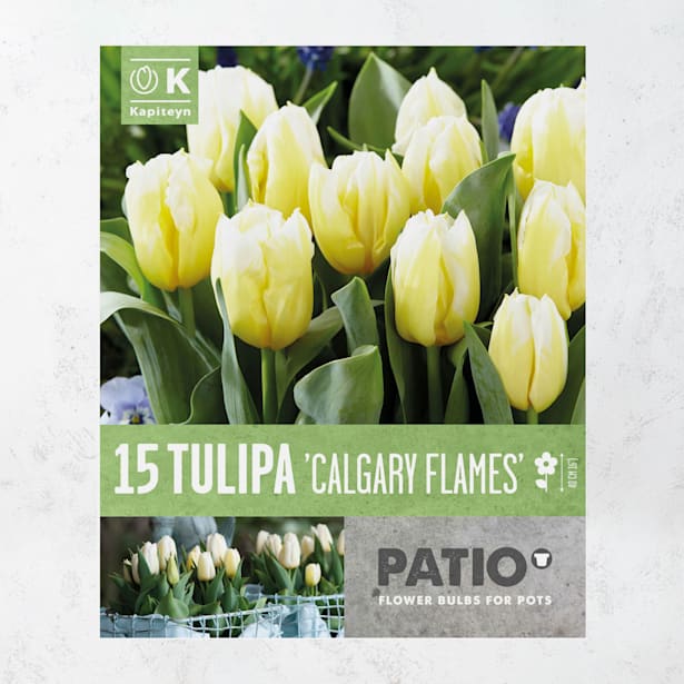 Bolsa patio  15 bulbos tulipanes triumph calgary flames