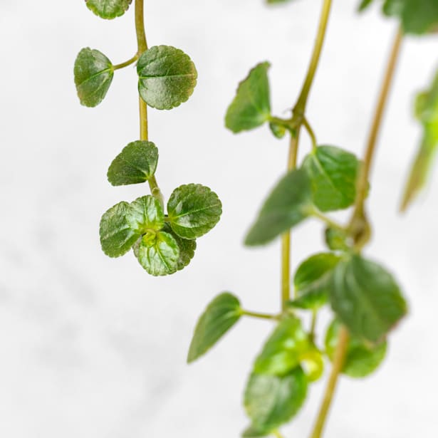 Pilea depressa