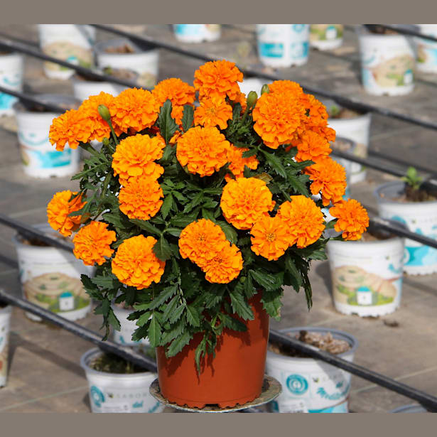 Tagetes patula (Clavel de moro)