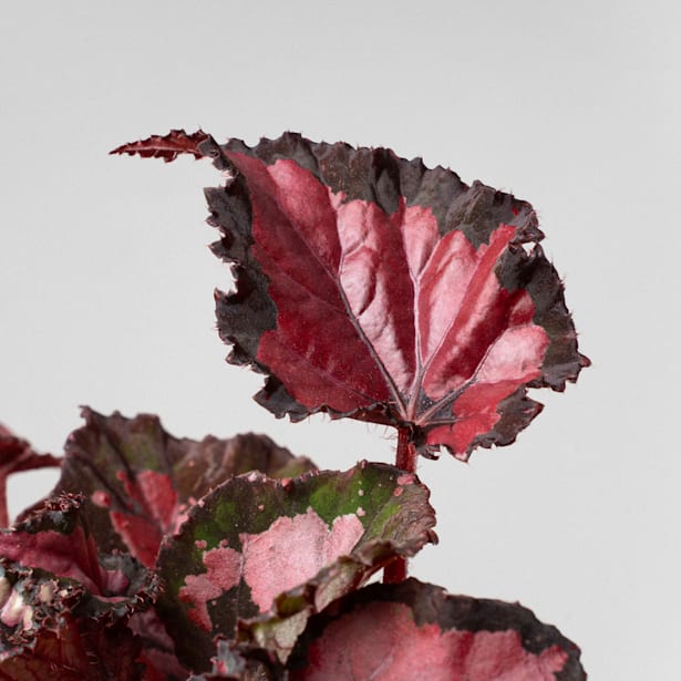 Begonia Inca Night®