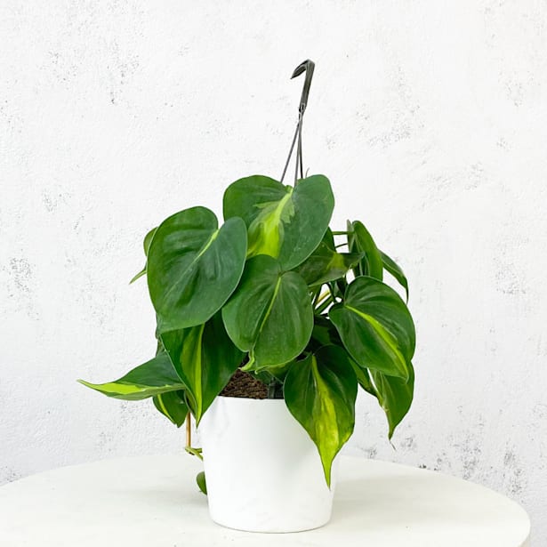 Philodendron scandens 'Brasil'