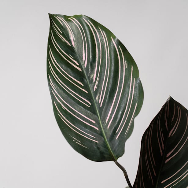 Calathea ornata 'Sanderiana'