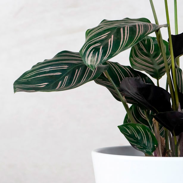 Calathea ornata 'Sanderiana'