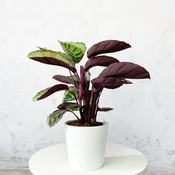 Calathea roseopicta 'Angela'