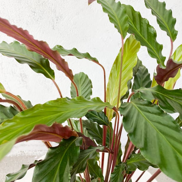 Calathea rufibarba