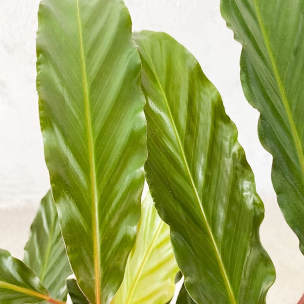 Calathea rufibarba