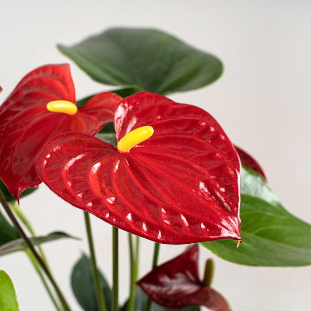 Anthurium rojo Karma®