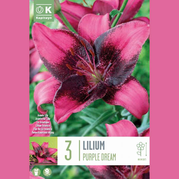 Bulbos Lilium Dream Morado 3uds