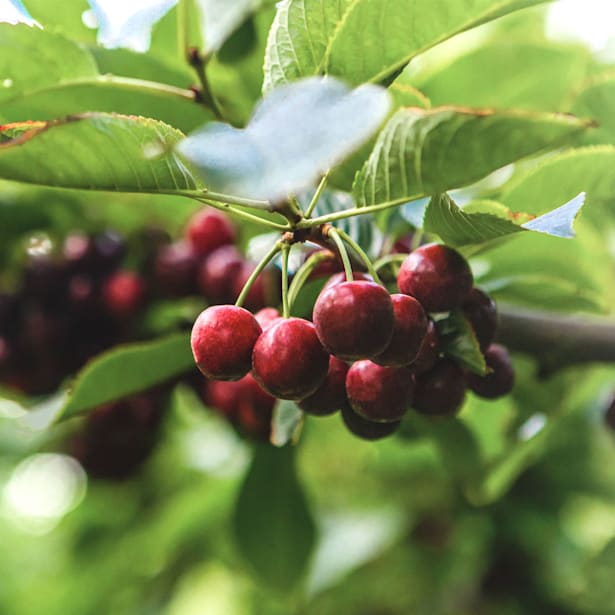 Cerezo "Lapins" (árbol frutal)