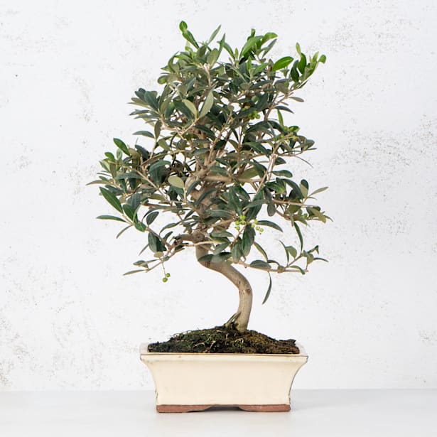 Bonsai Olivo (Olea europaea)