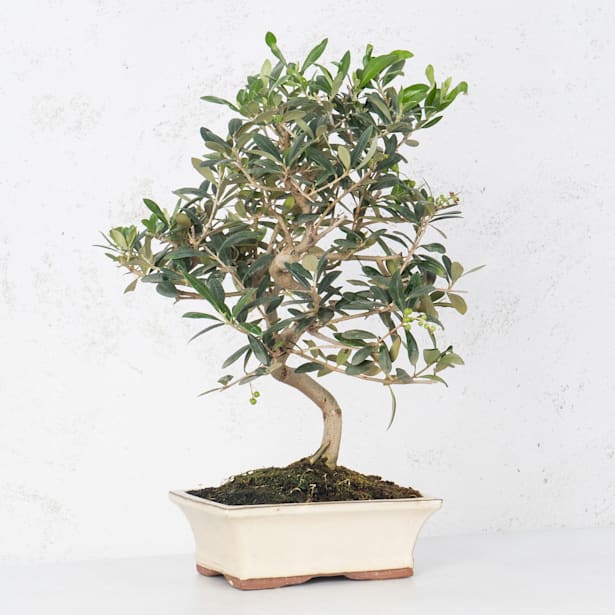 Bonsai Olivo (Olea europaea)