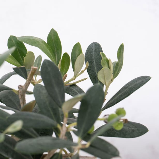 Bonsai Olivo (Olea europaea)