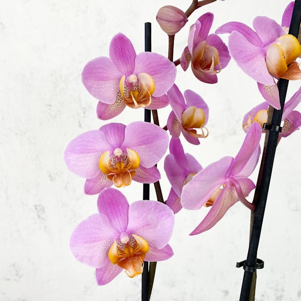 Orquídea Phalaenopsis 'Beaumont'