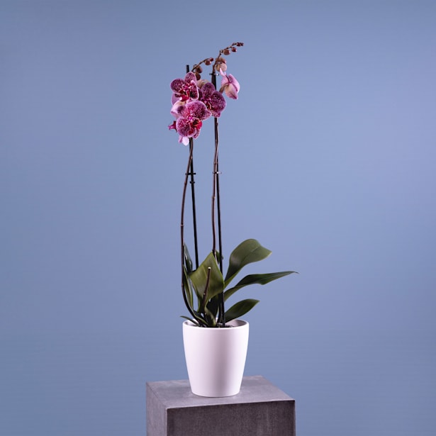 Orquídea Phalaenopsis 'Jaguar'