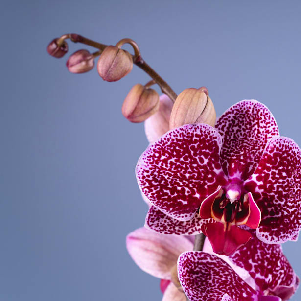 Orquídea Phalaenopsis 'Jaguar'