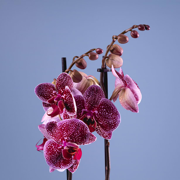 Orquídea Phalaenopsis 'Jaguar'