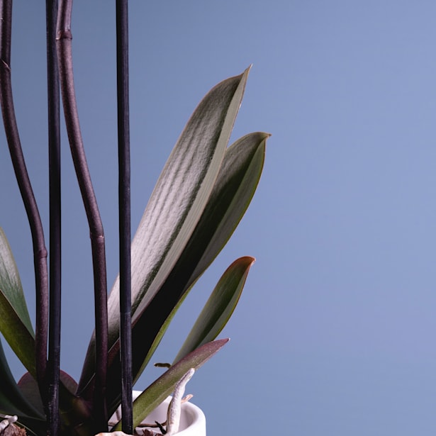 Orquídea Phalaenopsis 'Goldion'