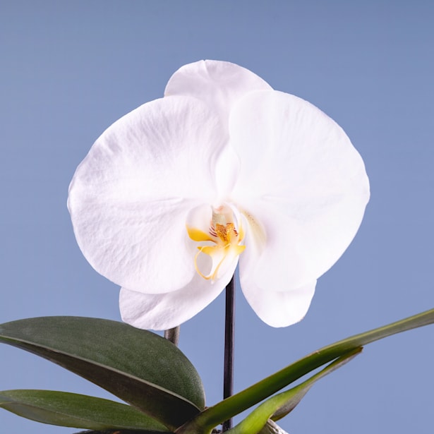 Orquídea Premium Phalaenopsis 'Singolo' blanca