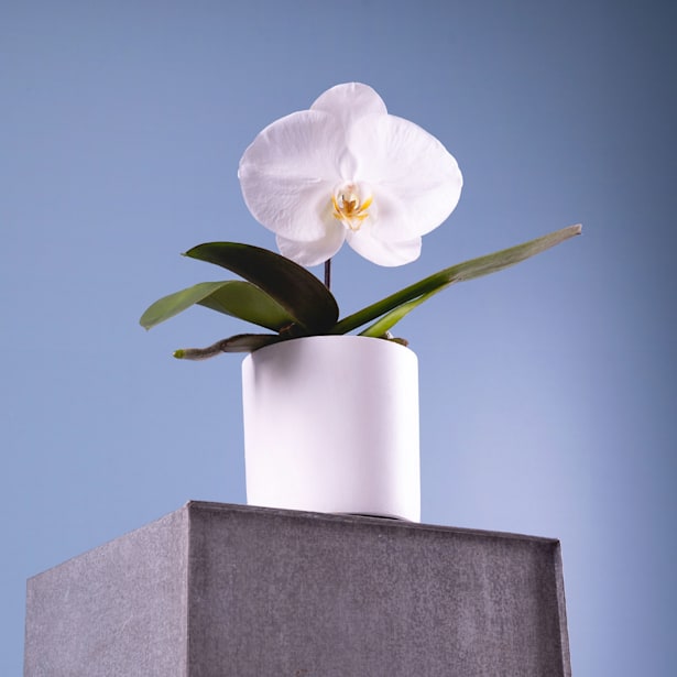 Orquídea Premium Phalaenopsis 'Singolo' blanca