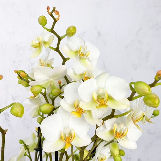 Orquídea Premium Phalaenopsis 'Bellissimo Bella'