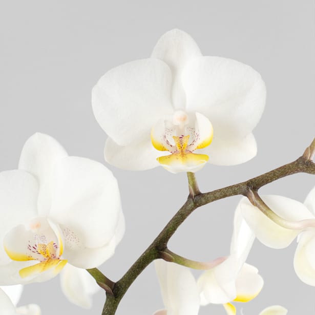 Orquídea Premium Phalaenopsis 'Duetto French Blonde'