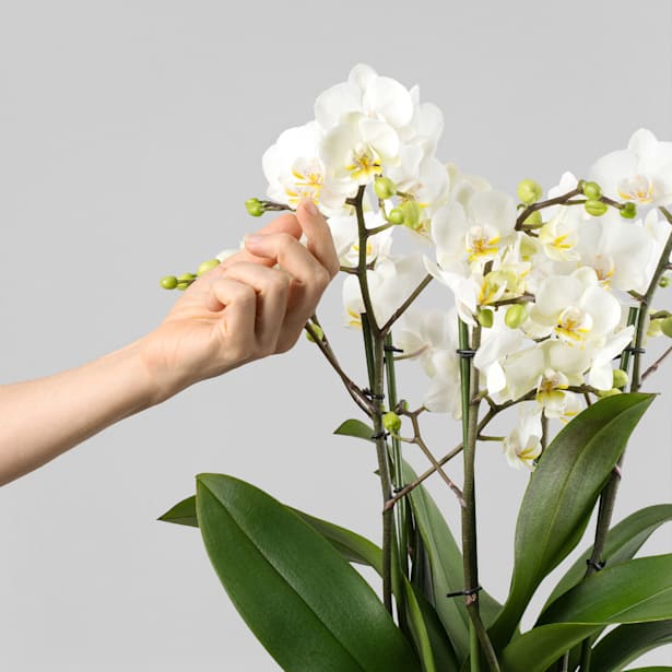 Orquídea Premium Phalaenopsis 'Duetto French Blonde'