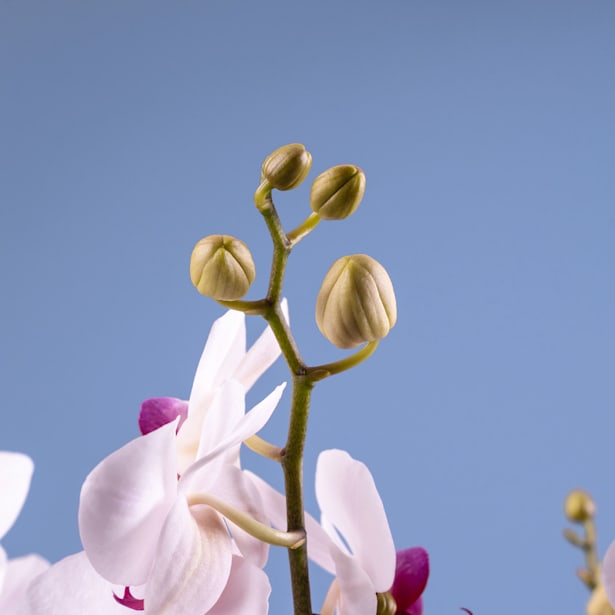 Orquídea Premium Phalaenopsis 'Duetto Safe Haven'