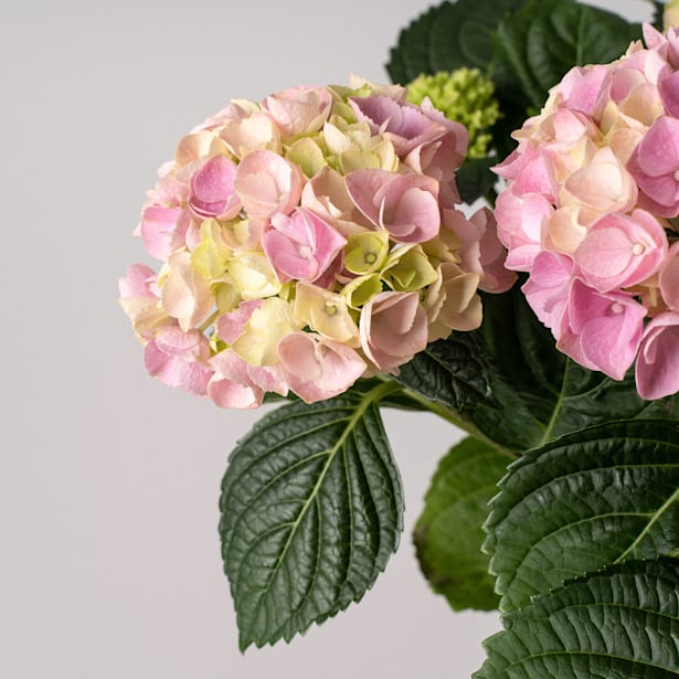 Hortensia de Interior mini