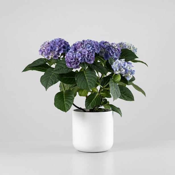 Hortensia de Interior azul