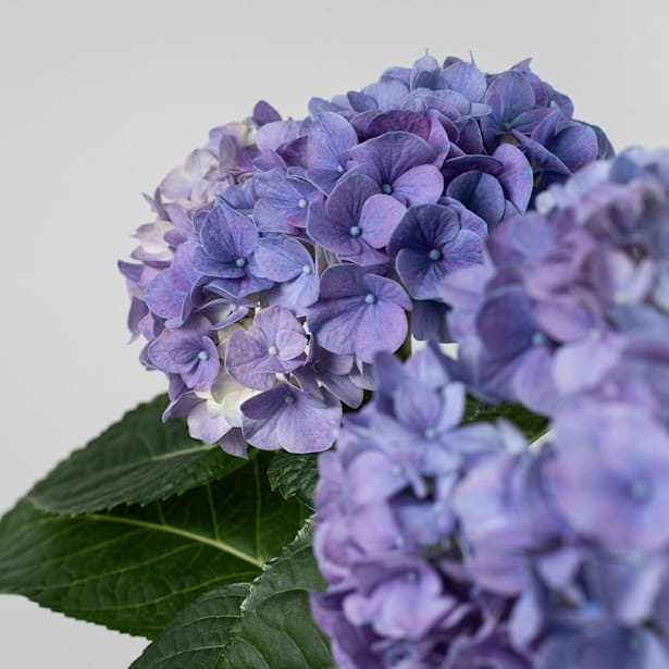 Hortensia de Interior azul