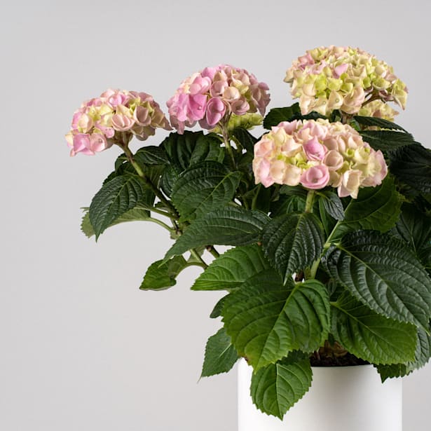 Hortensia de Interior rosa