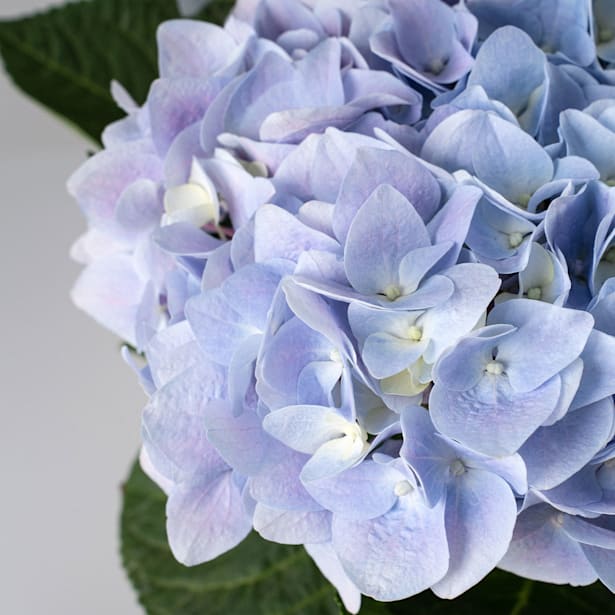 Hortensia de exterior azul (flor temprana)